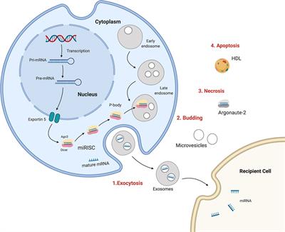 MiRNA and LncRNA as Potential Biomarkers in Triple-Negative Breast Cancer: A Review